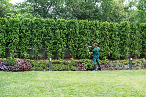 Best Lawn Disease Treatment  in Arlington, WA